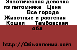 Экзотическая девочка из питомника › Цена ­ 25 000 - Все города Животные и растения » Кошки   . Тамбовская обл.